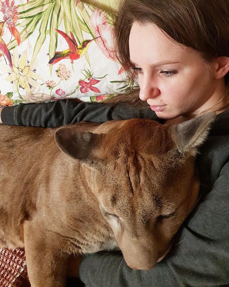 เสือพูม่า เสือพูม่า