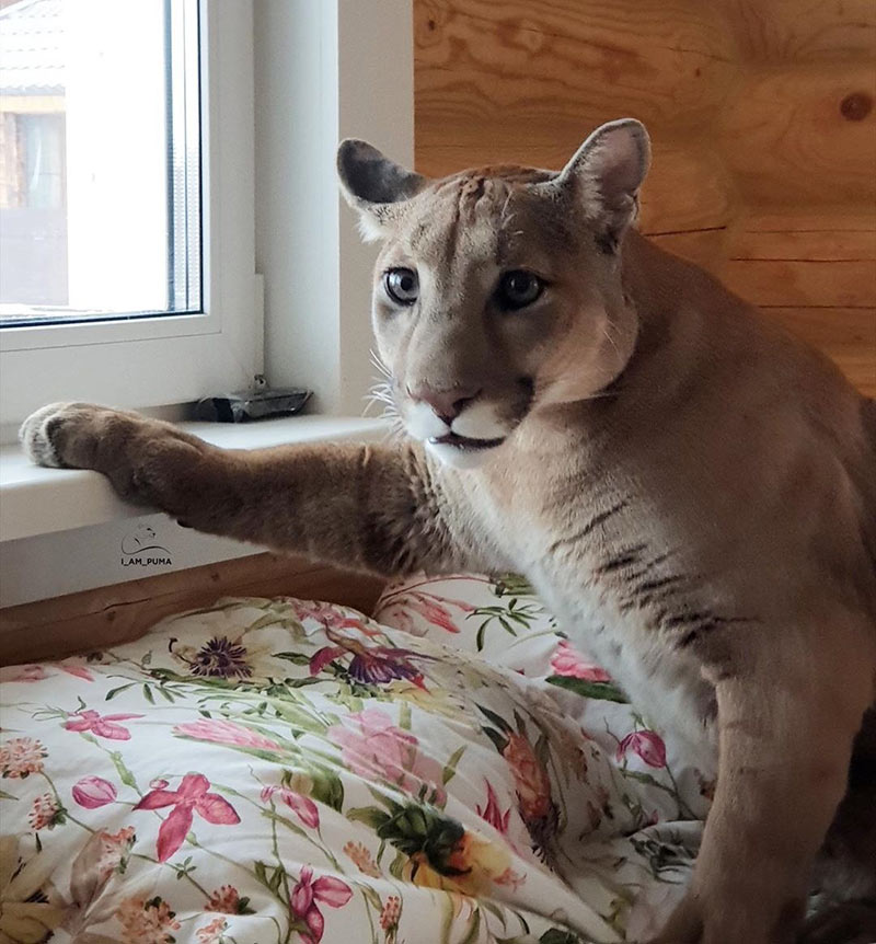 เสือพูม่า เสือพูม่า