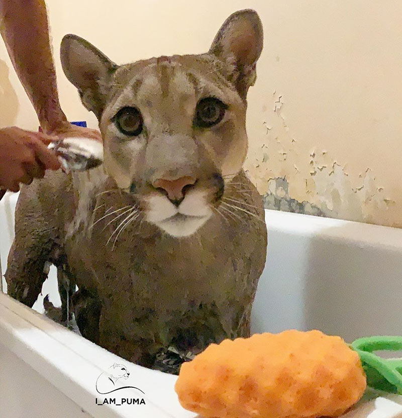 เสือพูม่า เสือพูม่า