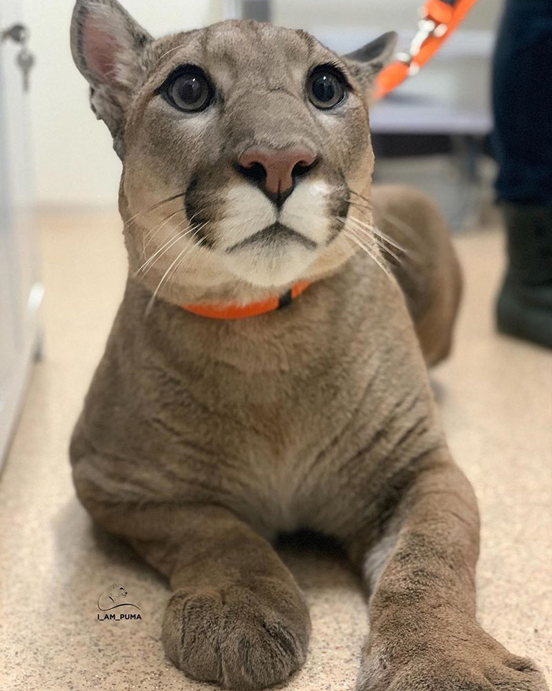 เสือพูม่า เสือพูม่า