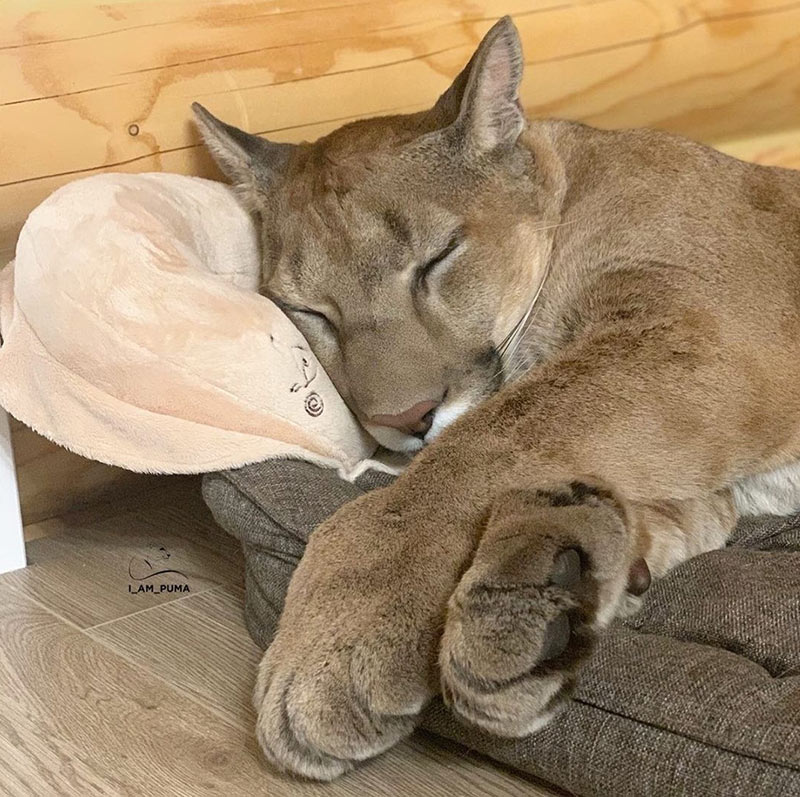 เสือพูม่า เสือพูม่า