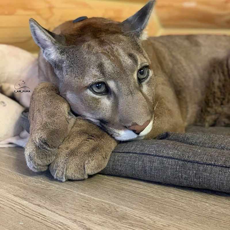 เสือพูม่า เสือพูม่า