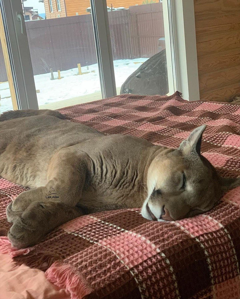 เสือพูม่า เสือพูม่า