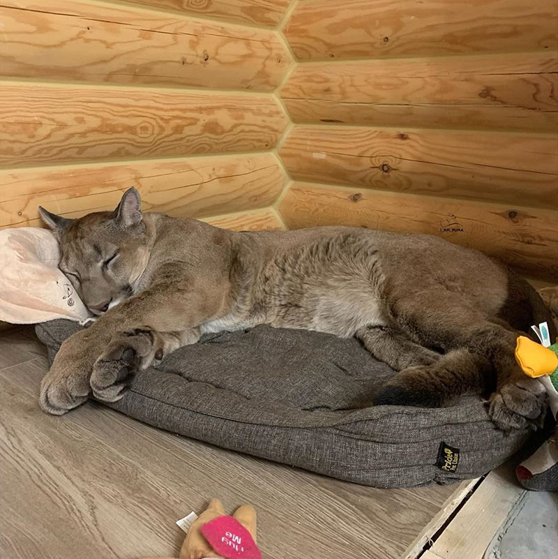 เสือพูม่า เสือพูม่า