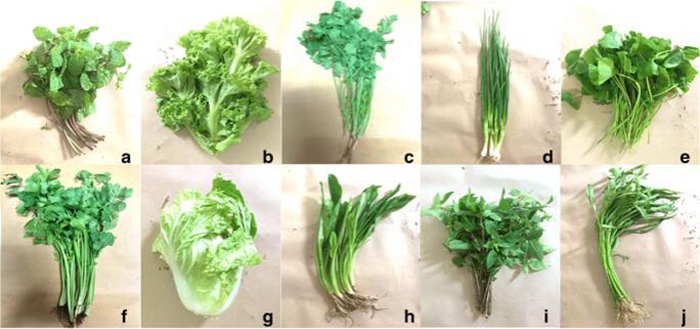 พยาธิในผักสด พยาธิในผักสด