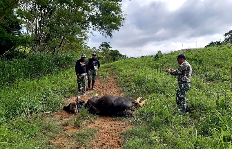 สุนิสา กระทิงเขารูปหัวใจ สุนิสา กระทิงเขารูปหัวใจ