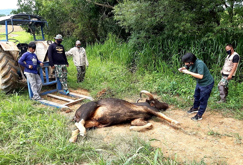 สุนิสา กระทิงเขารูปหัวใจ สุนิสา กระทิงเขารูปหัวใจ