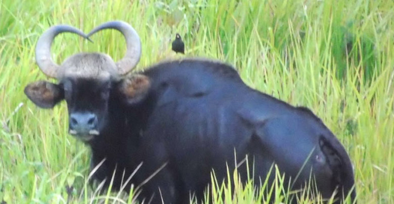 สุนิสา กระทิงเขารูปหัวใจ สุนิสา กระทิงเขารูปหัวใจ