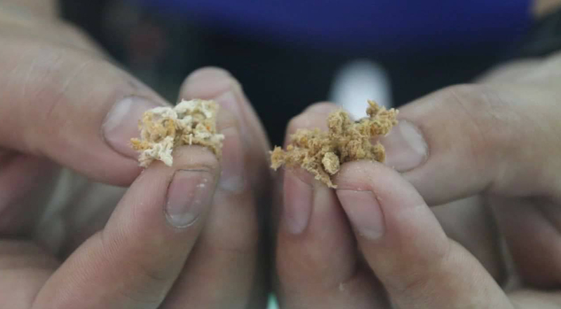 ขนมจีนน้ำยา ขนมจีนน้ำยา