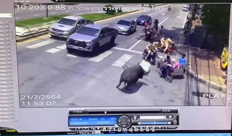 ควายหลุดถนน ควายหลุดถนน