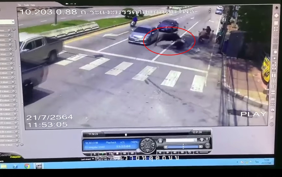 ควายหลุดถนน ควายหลุดถนน