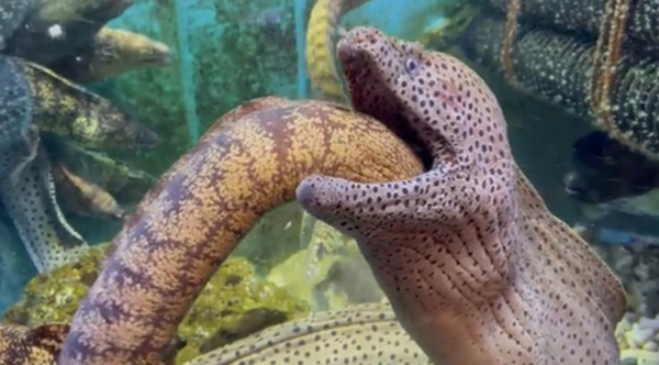 ปลาไหลมอเรย์ ปลาไหลมอเรย์