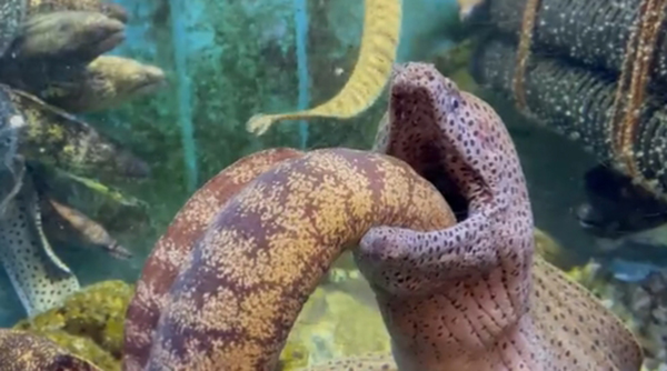 ปลาไหลมอเรย์ ปลาไหลมอเรย์