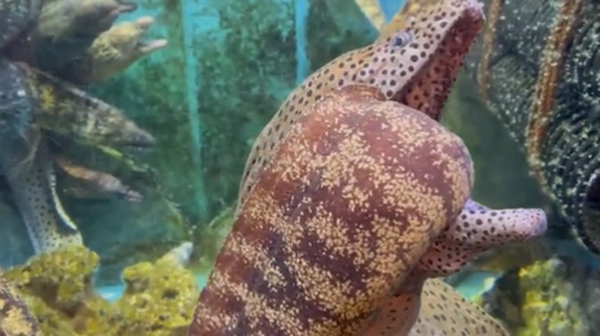 ปลาไหลมอเรย์ ปลาไหลมอเรย์