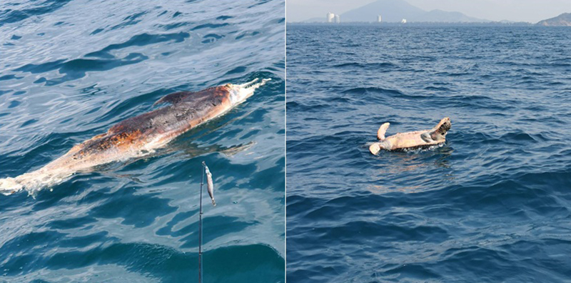 ซากโลมา เต่ากระ ซากโลมา เต่ากระ