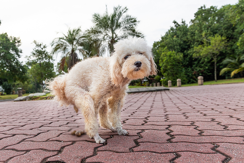 ดวงฤทธิ์ บุนนาค เปิดให้ปาขี้ใส่หน้า ตามสัญญาเพื่อไทยรวม 2 ลุง ดวงฤทธิ์ บุนนาค เปิดให้ปาขี้ใส่หน้า ตามสัญญาเพื่อไทยรวม 2 ลุง