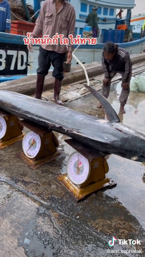 ปลา 3 ตาชั่ง ปลา 3 ตาชั่ง