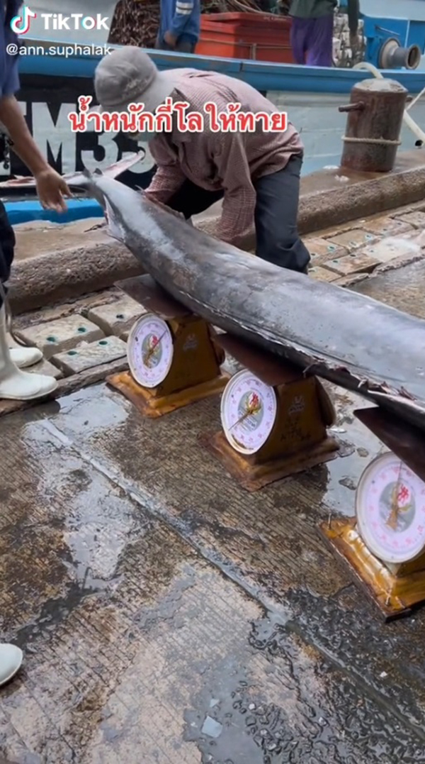 ปลา 3 ตาชั่ง ปลา 3 ตาชั่ง