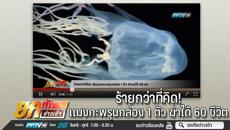 พิษแมงกะพรุนกล่อง ร้ายกว่าที่คิด 1 ตัว ฆ่าคนได้ 60 คน พิษแมงกะพรุนกล่อง ร้ายกว่าที่คิด 1 ตัว ฆ่าคนได้ 60 คน