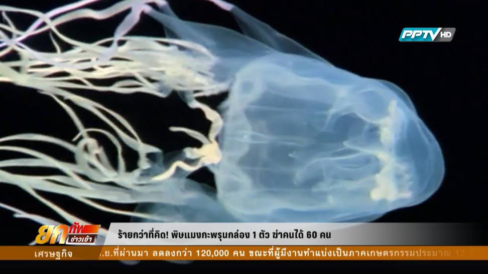 พิษแมงกะพรุนกล่อง ร้ายกว่าที่คิด 1 ตัว ฆ่าคนได้ 60 คน พิษแมงกะพรุนกล่อง ร้ายกว่าที่คิด 1 ตัว ฆ่าคนได้ 60 คน