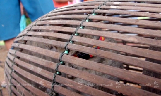 ชาวสุโขทัยจัดพิธี แห่นางแมว ขอฝนเหตุแล้งจัดจนพืชผลเสียหาย ชาวสุโขทัยจัดพิธี แห่นางแมว ขอฝนเหตุแล้งจัดจนพืชผลเสียหาย