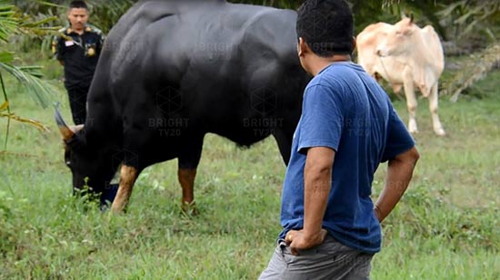 กระทิงป่าร่างยักษ์หลงฝูงนาน 3 ปี ติดใจผสมพันธุ์วัวบ้าน ออกลูกเพียบ กระทิงป่าร่างยักษ์หลงฝูงนาน 3 ปี ติดใจผสมพันธุ์วัวบ้าน ออกลูกเพียบ