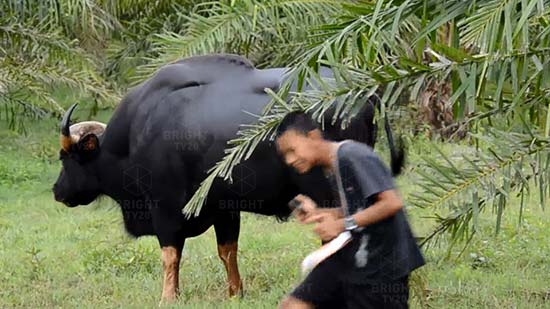 กระทิงป่าร่างยักษ์หลงฝูงนาน 3 ปี ติดใจผสมพันธุ์วัวบ้าน ออกลูกเพียบ กระทิงป่าร่างยักษ์หลงฝูงนาน 3 ปี ติดใจผสมพันธุ์วัวบ้าน ออกลูกเพียบ