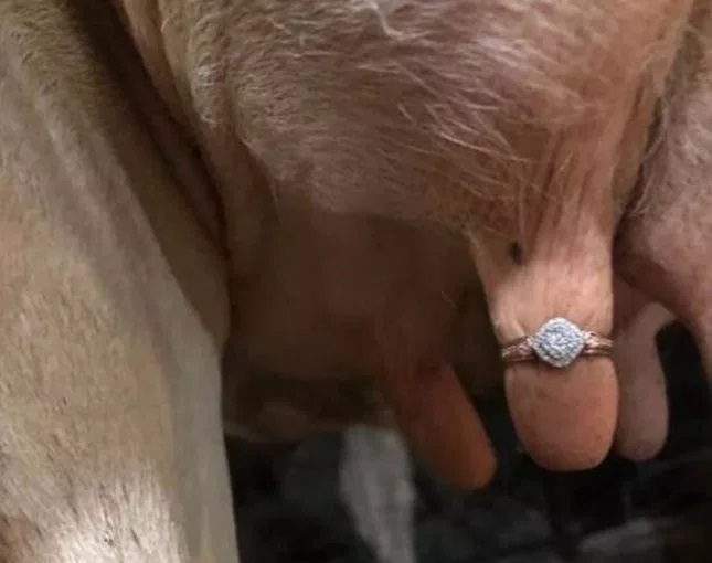 ทารุณสัตว์ ทารุณสัตว์