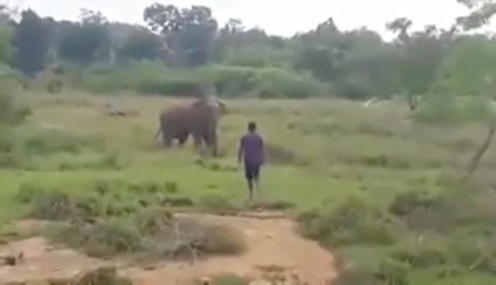 ช้างเหยียบคนตาย ช้างเหยียบคนตาย