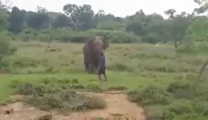 ช้างเหยียบคนตาย ช้างเหยียบคนตาย