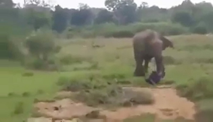 ช้างเหยียบคนตาย ช้างเหยียบคนตาย