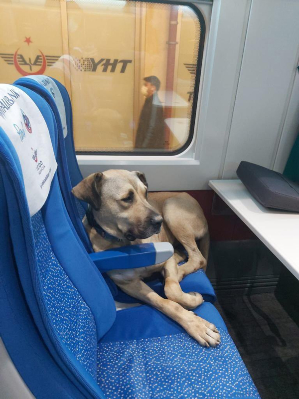 หนุ่มอิจฉาหมาเซเลบโบ้ยความผิดให้หมา หนุ่มอิจฉาหมาเซเลบโบ้ยความผิดให้หมา