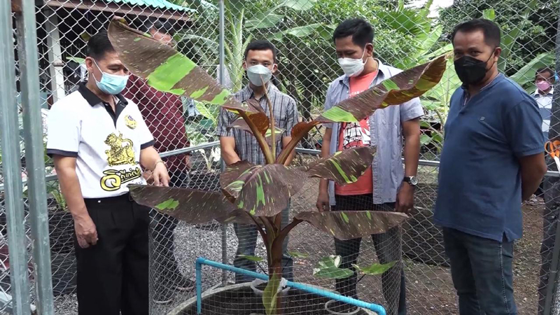 ปลูกกล้วยด่างแดงอินโดมีคนขอซื้อ4ล้านแต่ไม่ขาย ปลูกกล้วยด่างแดงอินโดมีคนขอซื้อ4ล้านแต่ไม่ขาย