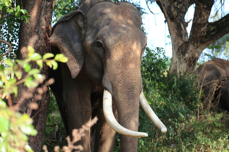 ช้างกระทืบผู้หญิงตาย ช้างกระทืบผู้หญิงตาย
