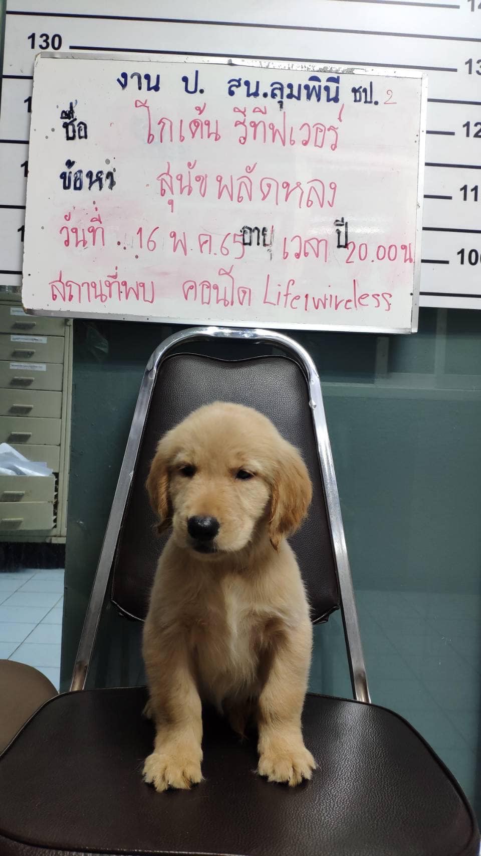 โกลเด้นหลงทาง โกลเด้นหลงทาง