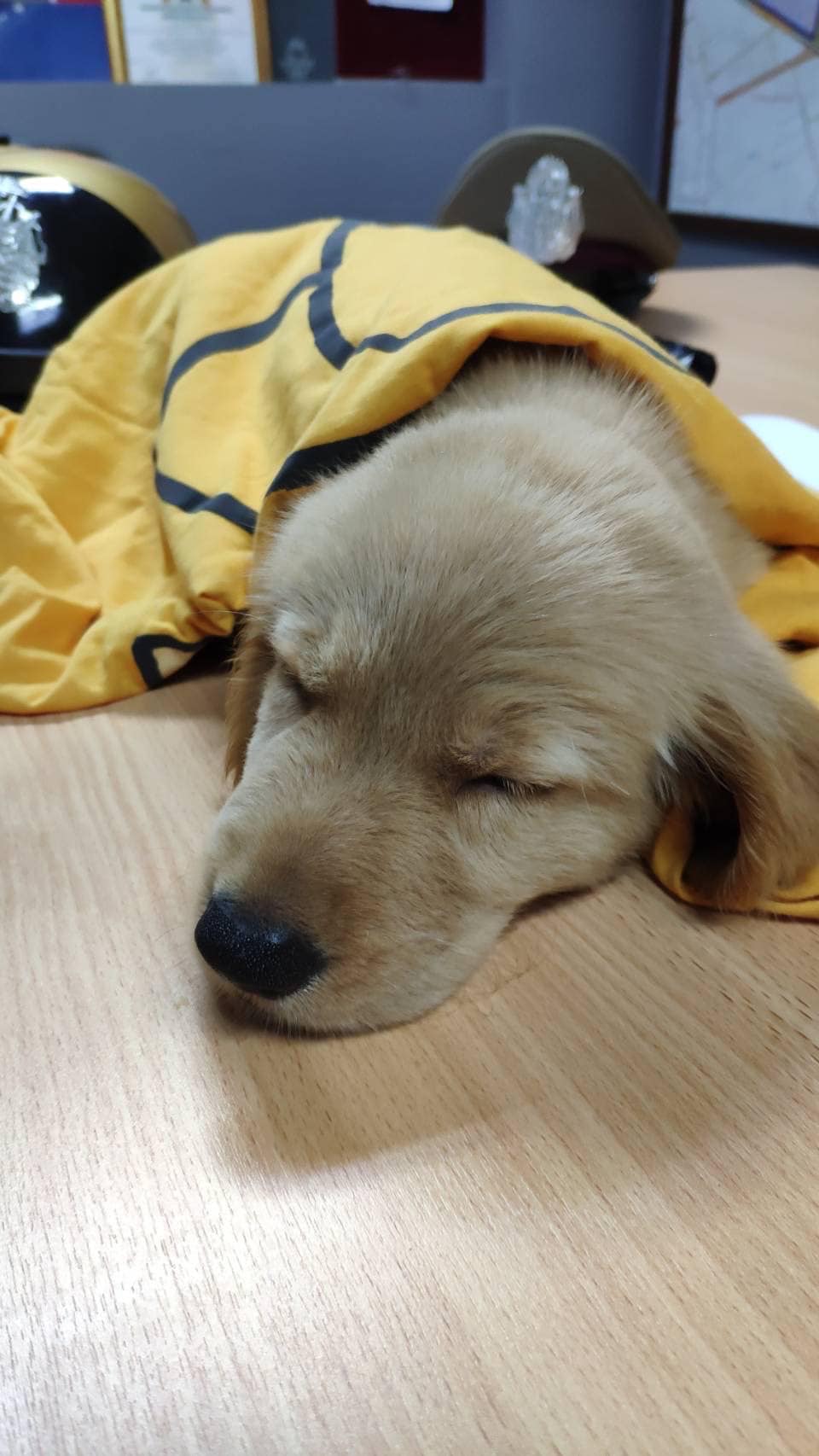 โกลเด้นหลงทาง โกลเด้นหลงทาง