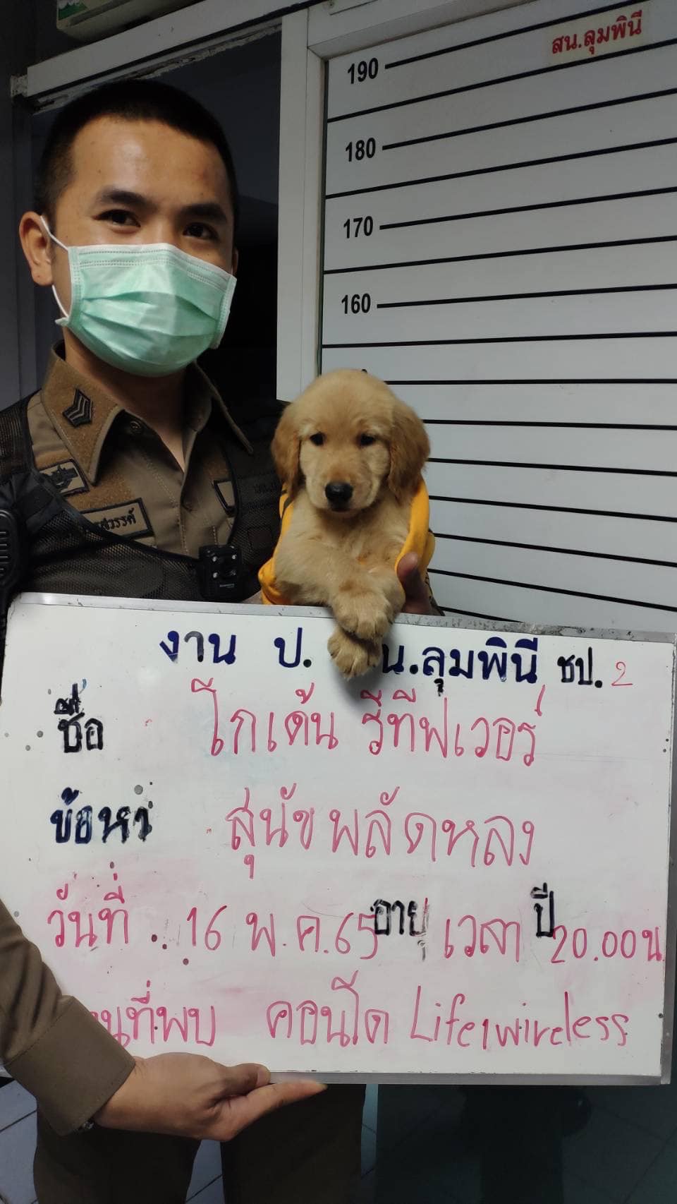 โกลเด้นหลงทาง โกลเด้นหลงทาง