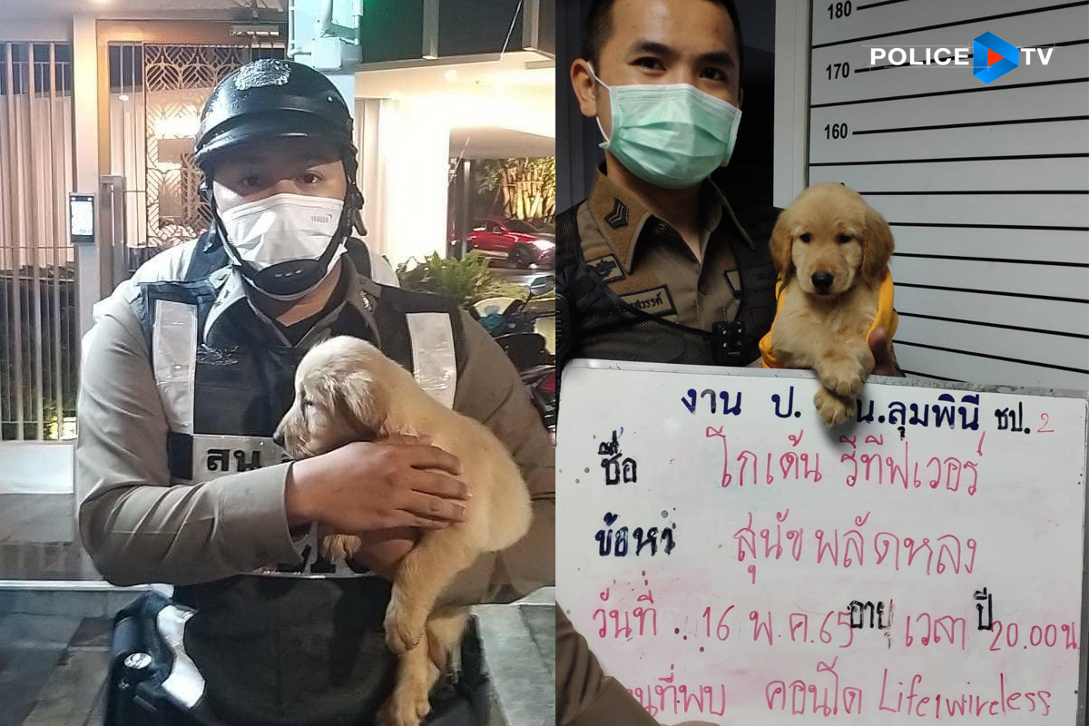 โกลเด้นหลงทาง โกลเด้นหลงทาง