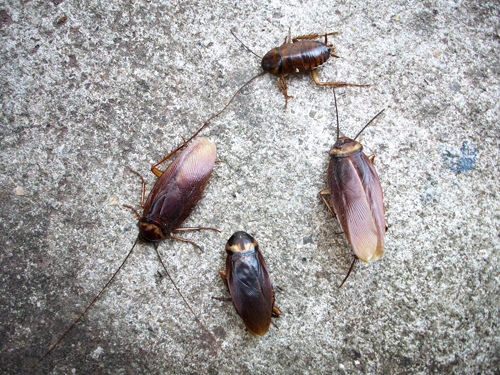 แมลงสาบ แมลงสาบ