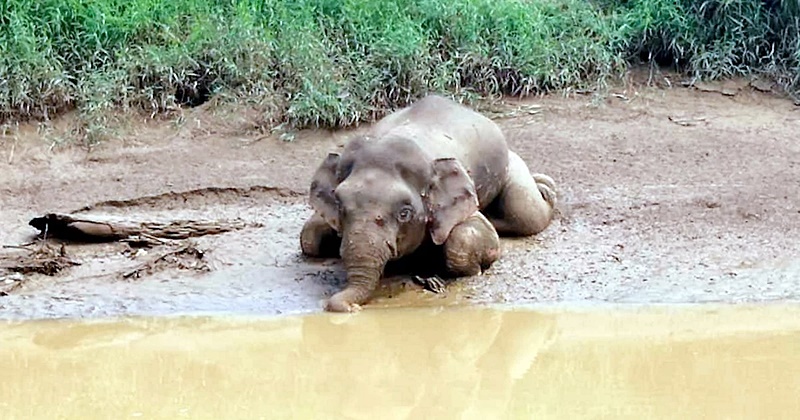 ล่างาช้าง ล่างาช้าง