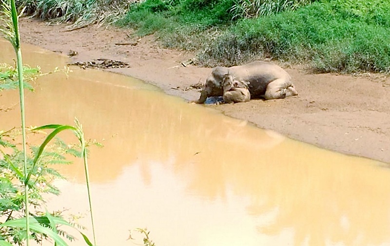 ล่างาช้าง ล่างาช้าง