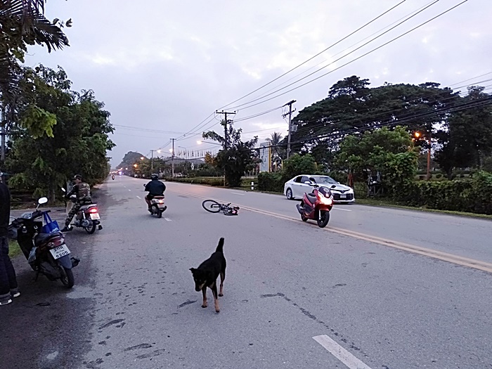 นักปั่นจักรยาน ถูกรถยนต์ชนเสียชีวิต นักปั่นจักรยาน ถูกรถยนต์ชนเสียชีวิต