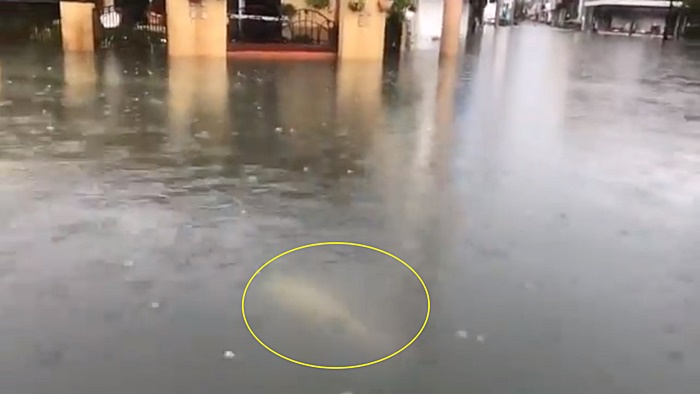 ญี่ปุ่นน้ำท่วมใหญ่ ญี่ปุ่นน้ำท่วมใหญ่