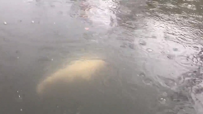 ญี่ปุ่นน้ำท่วมใหญ่ ญี่ปุ่นน้ำท่วมใหญ่