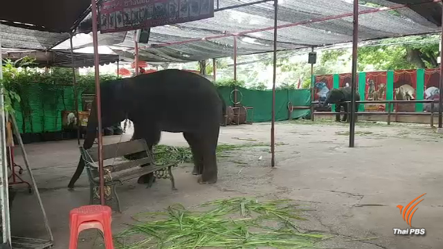 ปางช้าง ปางช้าง