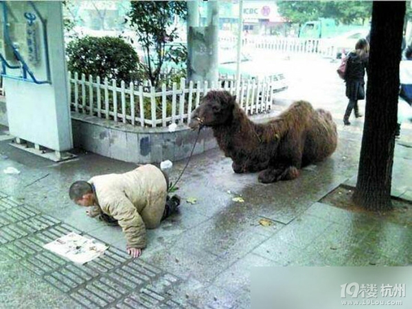 ขอทานจีนตัดขาอูฐให้พิการ เรียกความสงสาร ขอทานจีนตัดขาอูฐให้พิการ เรียกความสงสาร