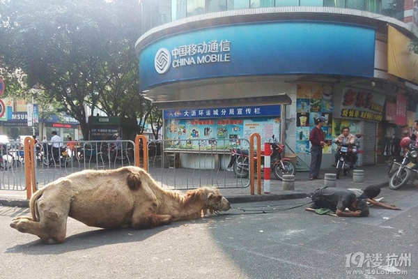 ขอทานจีนตัดขาอูฐให้พิการ เรียกความสงสาร ขอทานจีนตัดขาอูฐให้พิการ เรียกความสงสาร