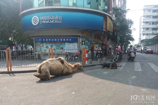 ขอทานจีนตัดขาอูฐให้พิการ เรียกความสงสาร ขอทานจีนตัดขาอูฐให้พิการ เรียกความสงสาร