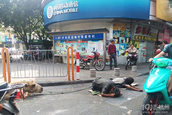 ขอทานจีนตัดขาอูฐให้พิการ เรียกความสงสาร ขอทานจีนตัดขาอูฐให้พิการ เรียกความสงสาร