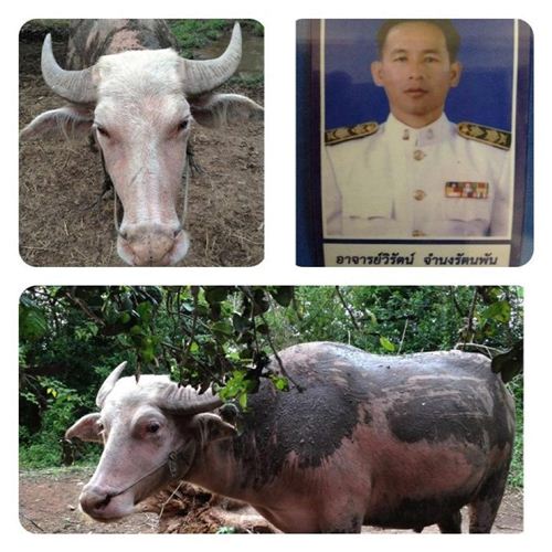 ควายเผือกบุญมา